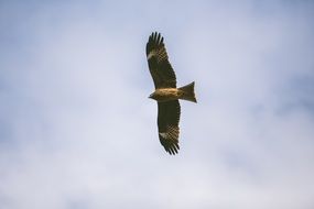 Beautiful and colorful bird of prey in the sky at white clouds on background