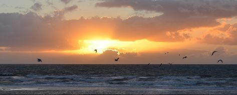 sunset and seagulls