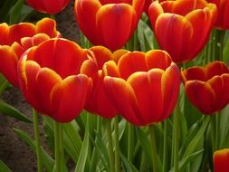 red tulips in Netherlands