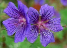 Blue cranesbill flowers