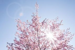 Cherry in bloom against the sunny sky background