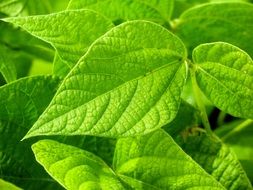 spring green leaves on a bush