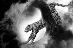 black and white photo of a predatory leopard
