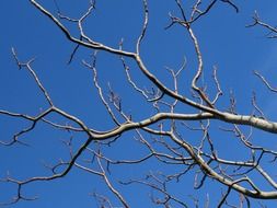 bare tree on a blue sky background