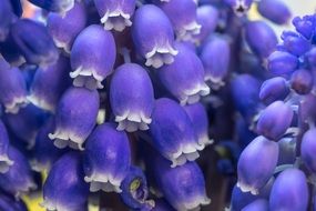 flowering purple hyacinth