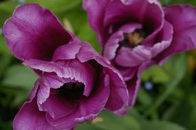 picture of the purple tulips