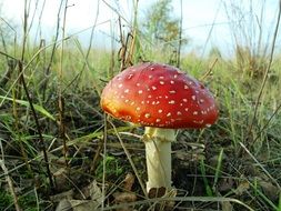 mushroom fly agaric grows in the grass