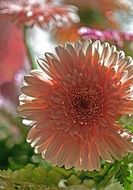 close-up photo of Pale pink gerbera flowers