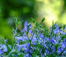 delightful blue flower
