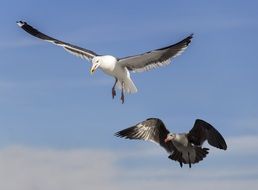 Two seagulls are flying on a sky