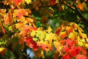 beautiful and delightful tree leaves