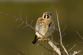 Photo of the kestrel bird