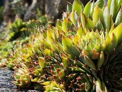 sempervivum in the bright sun close up