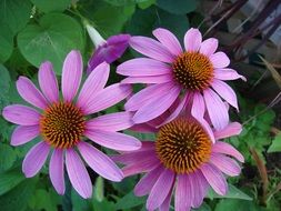 Purple echinacea flowers