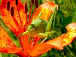 A grasshopper sits on an orange lily flower