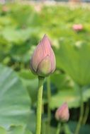pink lotus bud