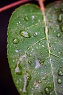 water drops on a green leaf closeup
