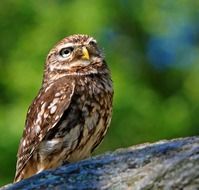 perched little owl