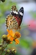 spotted butterfly on an orange flower