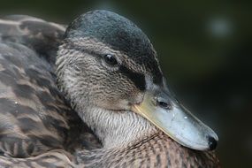 Portrait of a beautiful and cute, gray duck on the water at blurred background