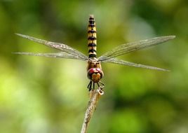 crimson glider dragonfly close-up on blurred background