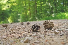 pine cones on forest path