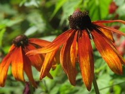 Photo of the orange coneflower plants
