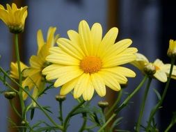 yellow daisy in the summer in the garden