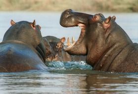 hippos in a river in africa