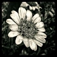 black and white photo of flower in nature