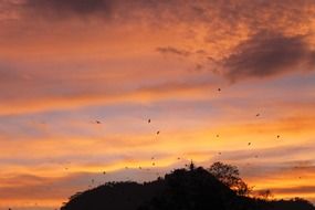 Flying birds at the beautiful and colorful sunset time on landscape