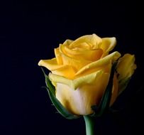 Yellow rose on a black background