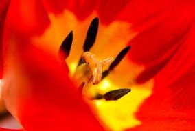 Red tulip close-up