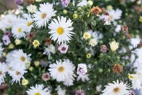 summer fragrant bouquet of wild flowers