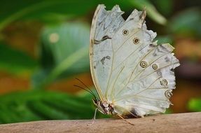 beautiful and delightful white morpho butterfly