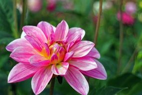 pink dahlia in autumn