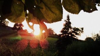 the sun's rays penetrate through holey leaves on a tree