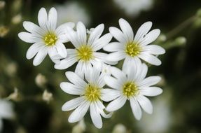 delicate white blossoms