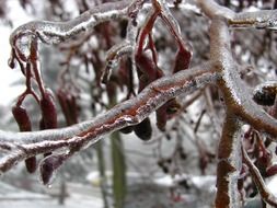 Icy tree bough in winter
