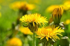 blooming dandelions close up