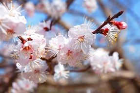 spring plum flower tree macro