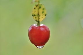closeup picture of a drop of water on the berry