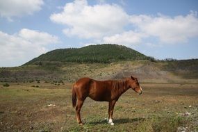 horse stays in valley in view of forested mountain, korea, jeju island