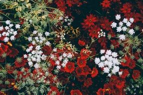 red and white flowers in the flowerbed