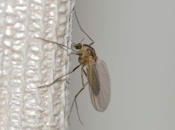 mosquito is an insect