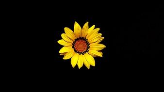 Yellow sun flower on a black background