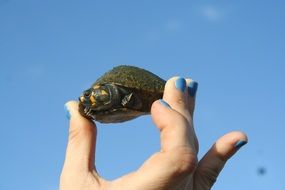 animal in baby's hand