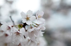 white flowers with burgundy stamens on the tree