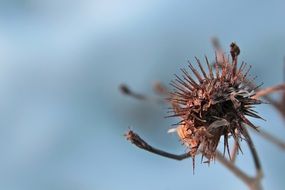 Dried plants in autumn