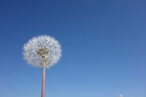 dandelion head on a blue sky background